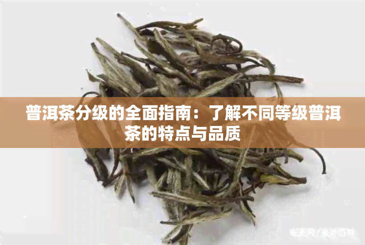 普洱茶分级的全面指南：了解不同等级普洱茶的特点与品质