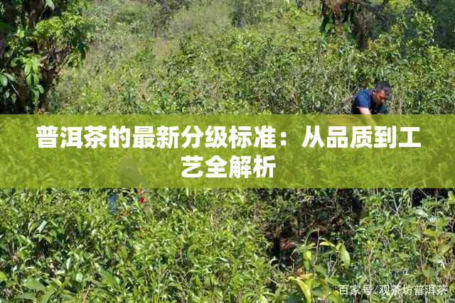 普洱茶的最新分级标准：从品质到工艺全解析