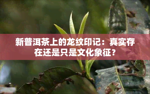 新普洱茶上的龙纹印记：真实存在还是只是文化象征？