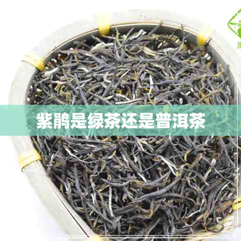 紫鹃是绿茶还是普洱茶