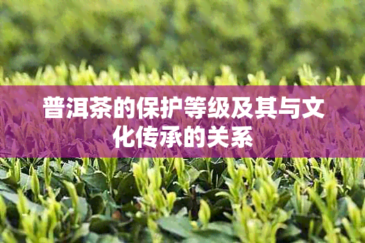 普洱茶的保护等级及其与文化传承的关系