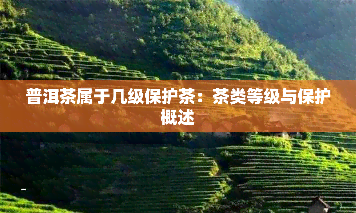 普洱茶属于几级保护茶：茶类等级与保护概述