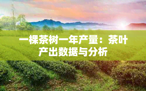 一棵茶树一年产量：茶叶产出数据与分析