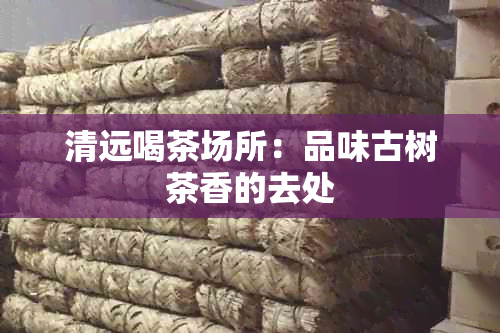 清远喝茶场所：品味古树茶香的去处