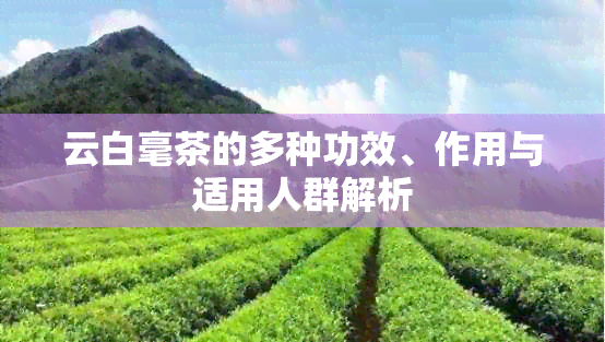 云白毫茶的多种功效、作用与适用人群解析