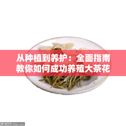 从种植到养护：全面指南教你如何成功养殖大茶花树