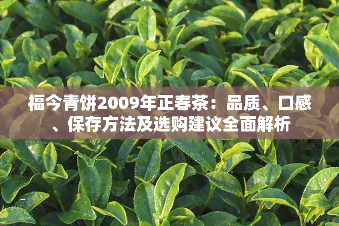 福今青饼2009年正春茶：品质、口感、保存方法及选购建议全面解析