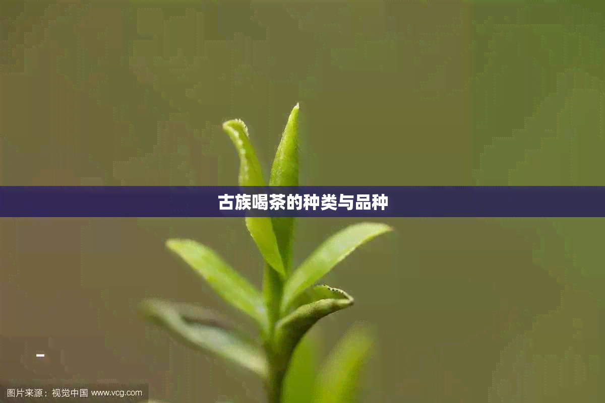 古族喝茶的种类与品种