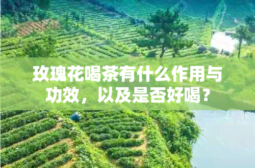 玫瑰花喝茶有什么作用与功效，以及是否好喝？