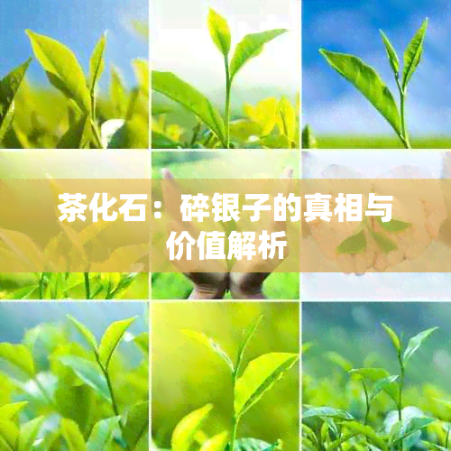 茶化石：碎银子的真相与价值解析