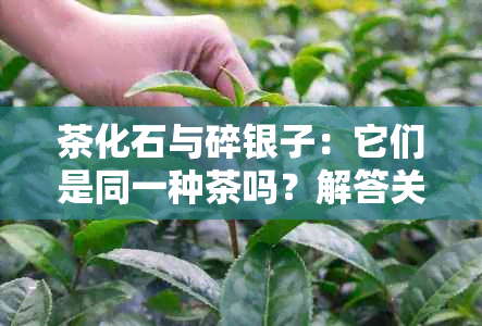 茶化石与碎银子：它们是同一种茶吗？解答关于这两种茶叶的疑惑