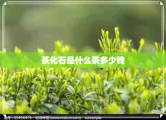 茶化石是什么茶多少钱