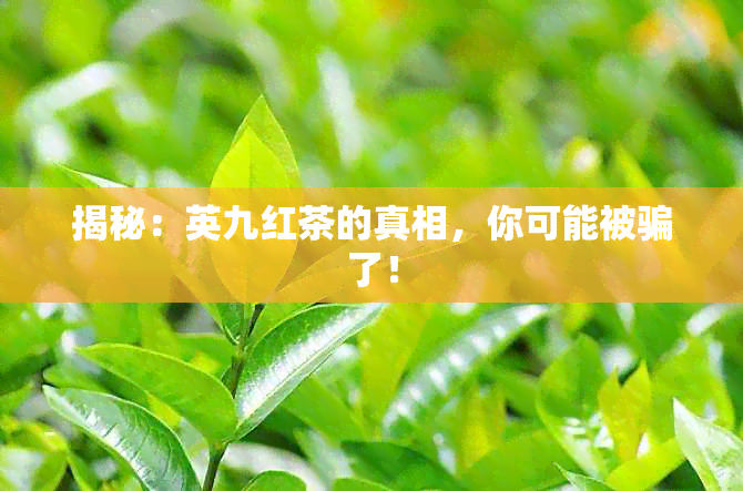 揭秘：英九红茶的真相，你可能被骗了！