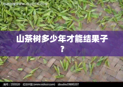 山茶树多少年才能结果子？