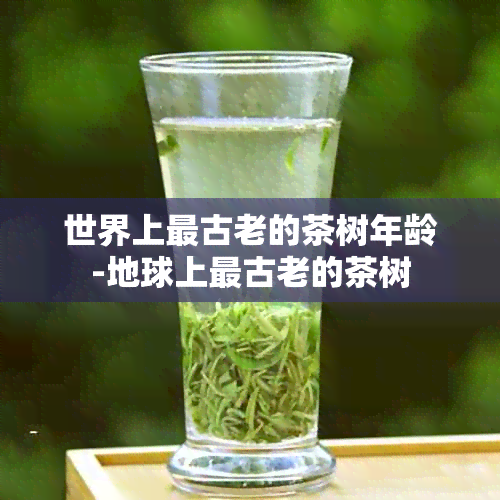 世界上最古老的茶树年龄-地球上最古老的茶树