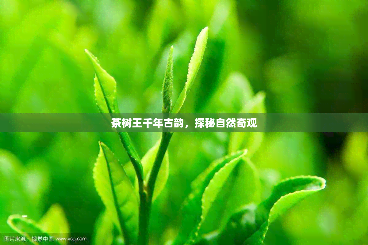 茶树王千年古韵，探秘自然奇观