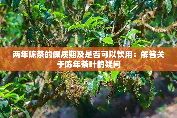 两年陈茶的保质期及是否可以饮用：解答关于陈年茶叶的疑问