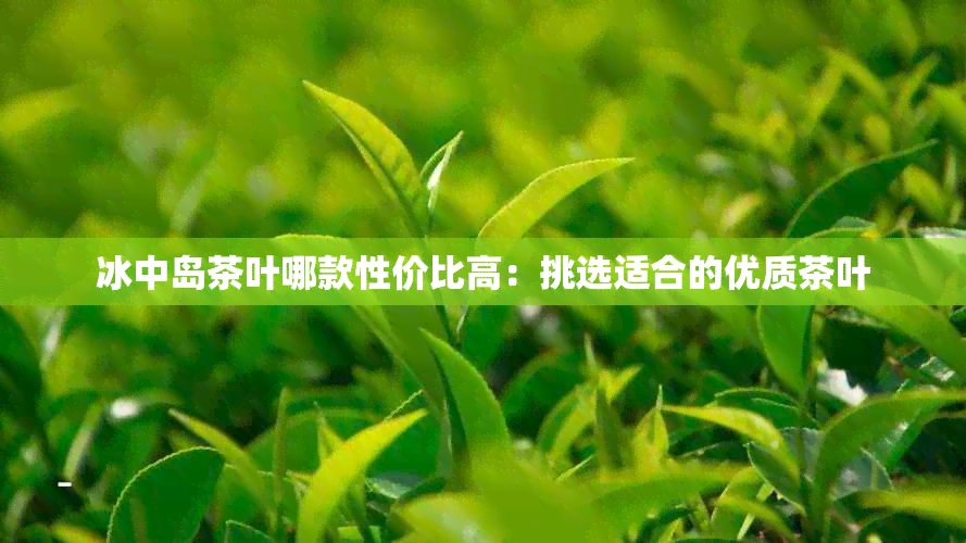 冰中岛茶叶哪款性价比高：挑选适合的优质茶叶