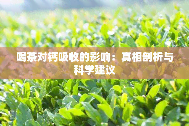 喝茶对钙吸收的影响：真相剖析与科学建议