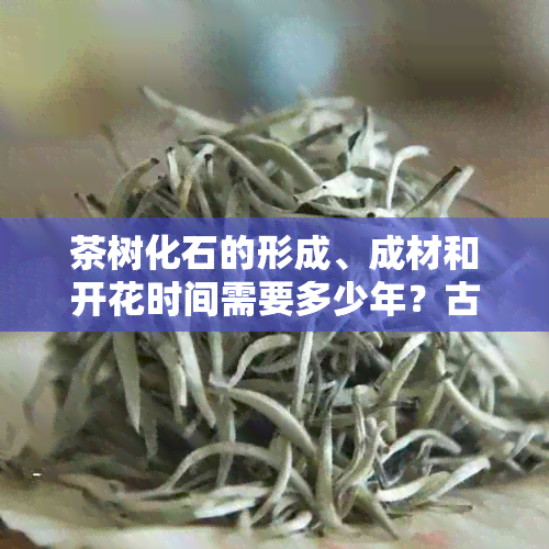 茶树化石的形成、成材和开花时间需要多少年？古茶树化石的特点是什么？