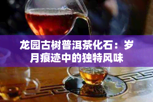 龙园古树普洱茶化石：岁月痕迹中的独特风味