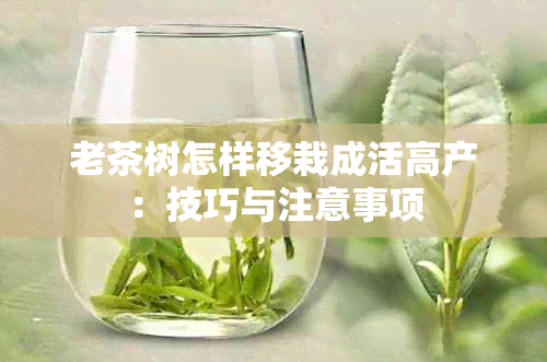 老茶树怎样移栽成活高产：技巧与注意事项