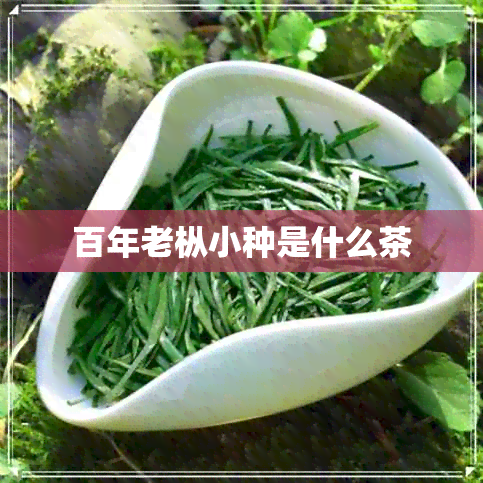 百年老枞小种是什么茶