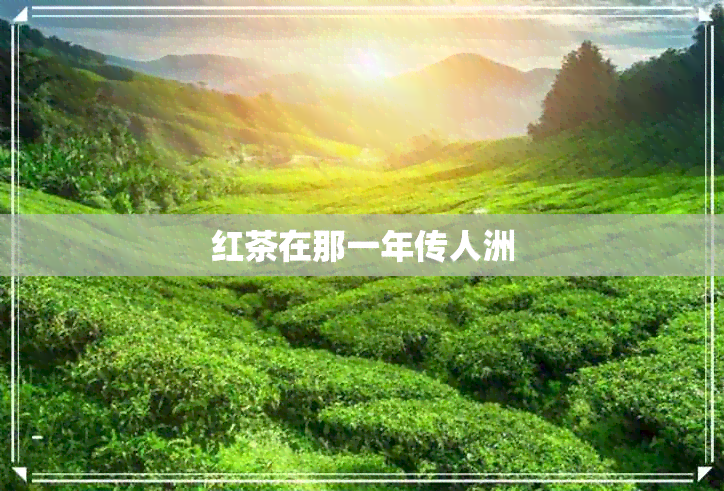 红茶在那一年传人洲