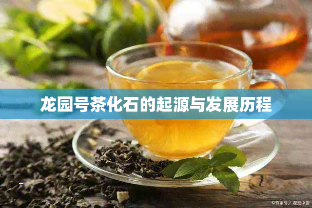 龙园号茶化石的起源与发展历程