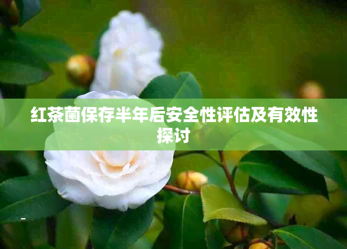 红茶菌保存半年后安全性评估及有效性探讨