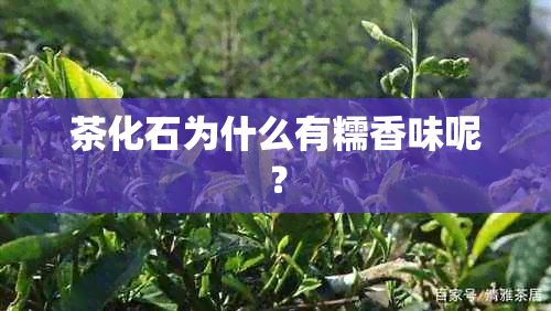 茶化石为什么有糯香味呢？