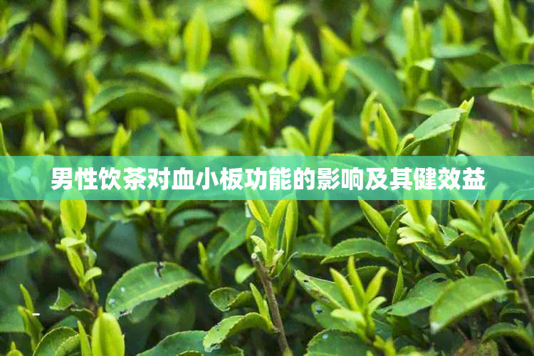 男性饮茶对血小板功能的影响及其健效益