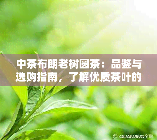 中茶布朗老树圆茶：品鉴与选购指南，了解优质茶叶的特点与品尝技巧