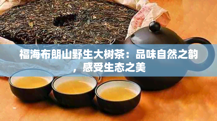 福海布朗山野生大树茶：品味自然之韵，感受生态之美