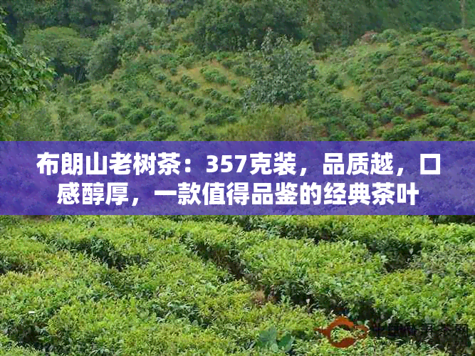 布朗山老树茶：357克装，品质越，口感醇厚，一款值得品鉴的经典茶叶