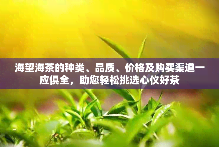 海望海茶的种类、品质、价格及购买渠道一应俱全，助您轻松挑选心仪好茶