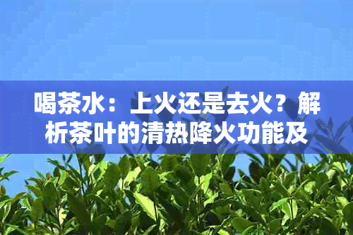 喝茶水：上火还是去火？解析茶叶的清热降火功能及其影响因素