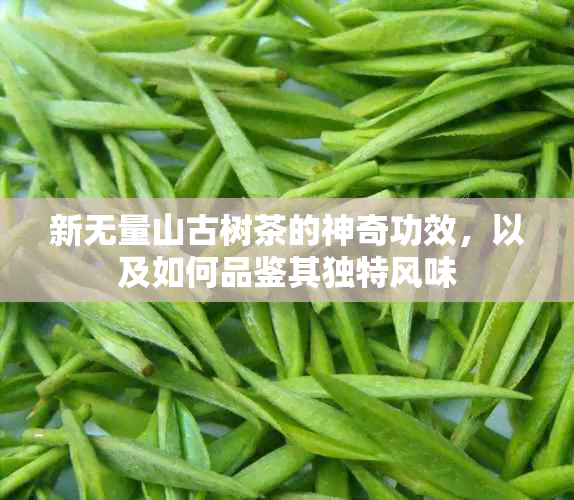 新无量山古树茶的神奇功效，以及如何品鉴其独特风味