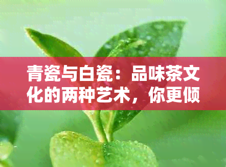 青瓷与白瓷：品味茶文化的两种艺术，你更倾向哪一种？