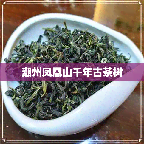 潮州凤凰山千年古茶树