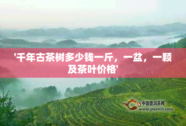 '千年古茶树多少钱一斤，一盆，一颗及茶叶价格'