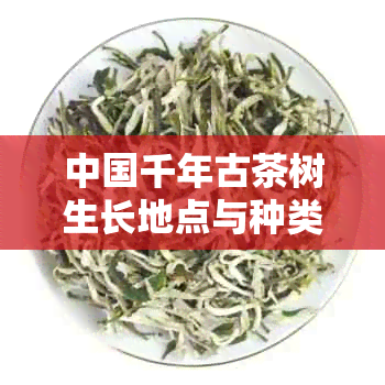 中国千年古茶树生长地点与种类，千年古茶树茶叶特点和价格