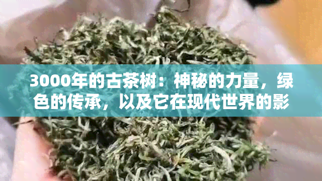 3000年的古茶树：神秘的力量，绿色的传承，以及它在现代世界的影响力