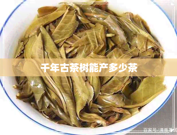 千年古茶树能产多少茶