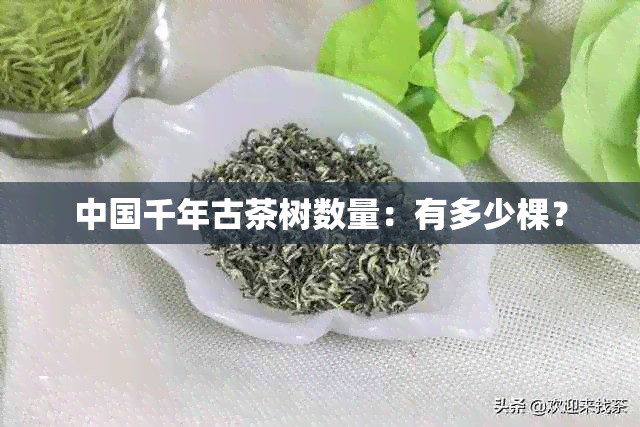 中国千年古茶树数量：有多少棵？