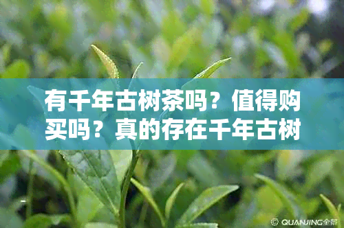 有千年古树茶吗？值得购买吗？真的存在千年古树茶吗？