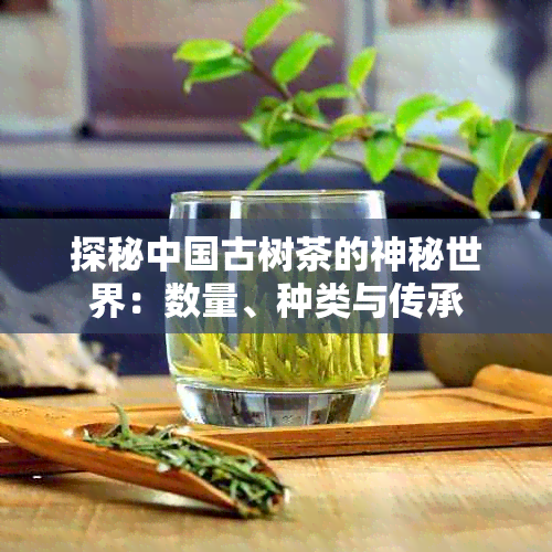 探秘中国古树茶的神秘世界：数量、种类与传承