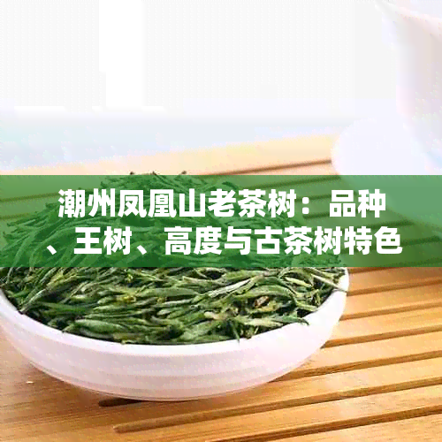 潮州凤凰山老茶树：品种、王树、高度与古茶树特色解析