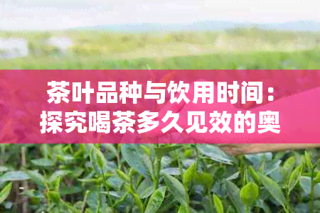 茶叶品种与饮用时间：探究喝茶多久见效的奥秘