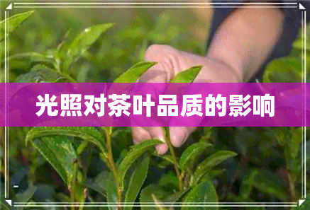 光照对茶叶品质的影响